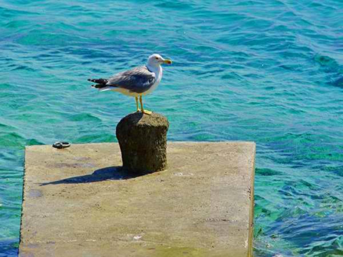 Villa Nova Vela Luka Kültér fotó